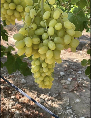PASCLE Extra Sweet green grapes Seed(50 per packet)