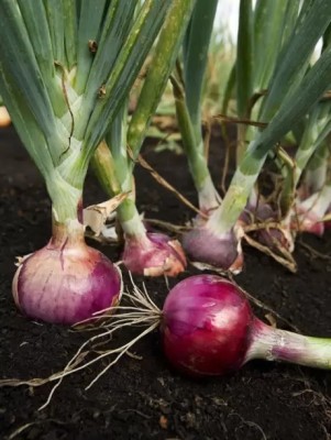 MAA Onion Red, Onion Seed(280 per packet)