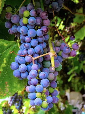 Aro Grapes Fruit, Black Grapes Seed(37 per packet)