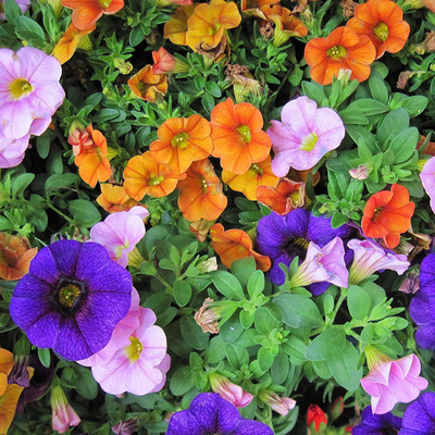 VibeX NBIR-93 - Morning Glory Petunia Mix Colors - (100 Seeds) Seed(100 per packet)