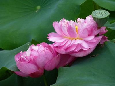 BJUBAS Lotus seeds for planting big flower pack of 20 Seed(20 per packet)