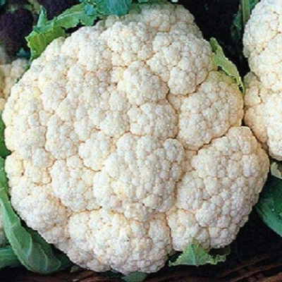 CYBEXIS High Yield Seeds of Vegetable Cauliflower Snowball500 Seeds Seed(500 per packet)