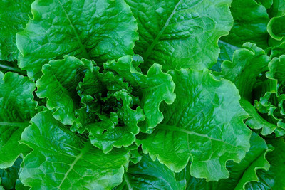 Qualtivate GBPT-2A Romaine Lettuce - Parris Island Seed(300 per packet)