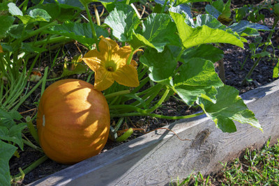 VNR Fresh Vnr Pumpkin Vegetable Hybrid Seed(100 per packet)