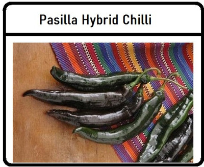 Biosnyg Easy to Grow Holy Mole Pepper Seeds For Planting-(400 Seeds) Seed(400 per packet)