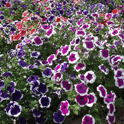CYBEXIS PAU-96 - Petunia Multiflora Picotee - (60 Seeds) Seed(60 per packet)