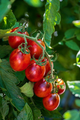 Biosnyg Hybrid Black Moon Tomato Vegetable Seeds For Planting - (2000 Seeds) Seed(2000 per packet)