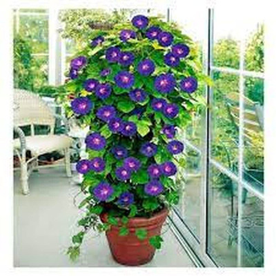 CYBEXIS Morning Glory/Ipomia Flower Mixed F1 Good GERMINATION Hybrid CREEPER SEEDS Seed(1 g)