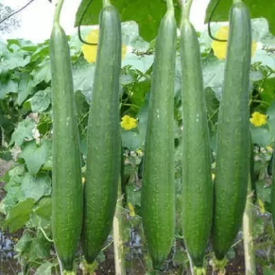 Aro Sponge Gourd, Luffa Seed(73 per packet)