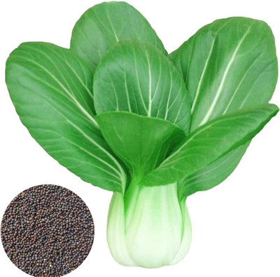 CYBEXIS F51White Cabbage Seeds-250 Seeds Seed(250 per packet)