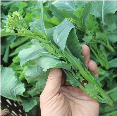 Qualtivate GBPT-1A Spring Rapini, Rabe Broccoli Raab Seed(300 per packet)