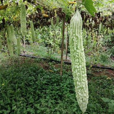 CYBEXIS Good Germination Long White Bitter Gourd Seeds400 Seeds Seed(400 per packet)