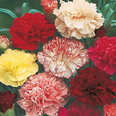 MKR Enteprises Chrysunthemum Seed(1 g)