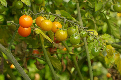 SEATERN tomato Seed(75 per packet)
