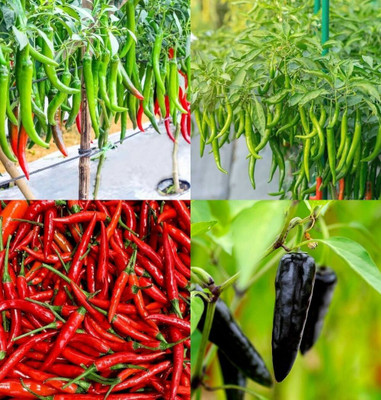 ibains Chilli seeds hybrid bij 60 Seed(60 per packet)