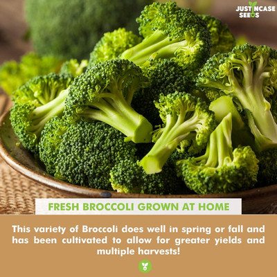 Qualtivate PUA-6A Broccoli Waltham 29 Seeds Seed(300 per packet)