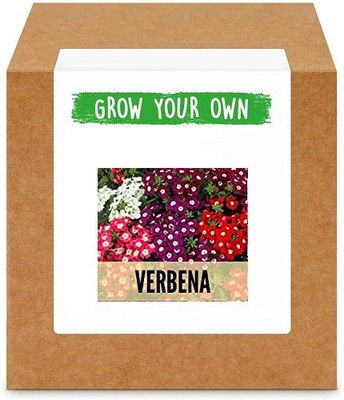 CYBEXIS Verbena100 Seeds Seed(100 per packet)