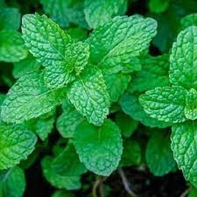 LPR PUDINA,MINT Seed(100 per packet)