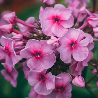 Lorvox Verbena Hybrid Mixed Flower Seed(12 per packet)