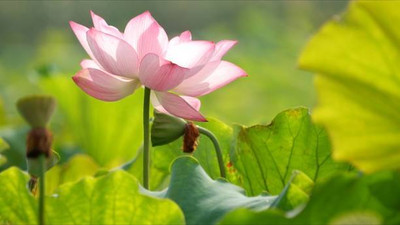 SeedLife lotus,kamal gatta Seed(11 per packet)