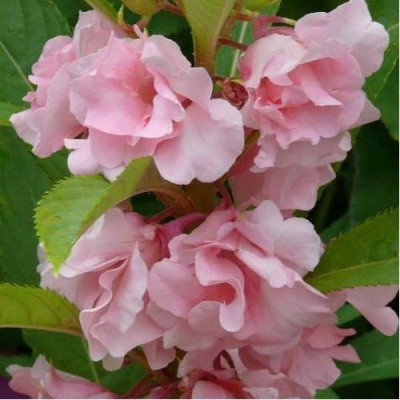 Lorvox Balsam Rose (Gulab) Flower - Hybrid Seed(45 per packet)
