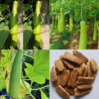 ibains Bottle gourd seeds 10 Seed(10 per packet)