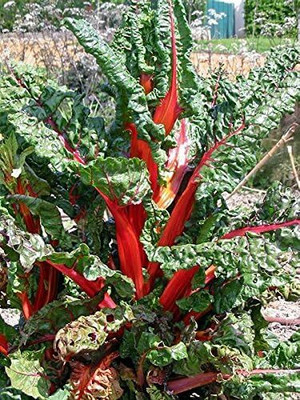 KNESSiN RED Swiss Chard Perpetual Spinach Beta Vulgaris Seed(200 per packet)