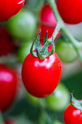 XEFRA tomato Seed(140 per packet)