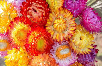 KANAYA Helichrysum Seed(10 per packet)
