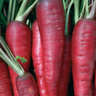 KANAYA Carrot / Gajar Seed(350 per packet)