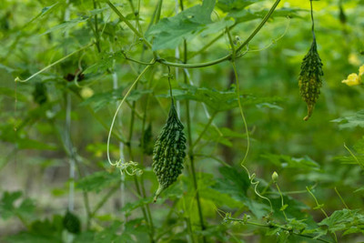 Kodali Hybrid F1 Bitter Gourd Seeds Pack Of 26 Seed(26 per packet)