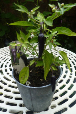Pbevergreen Hot Black Chilli Seeds For Farming 1040 Seed(1040 per packet)