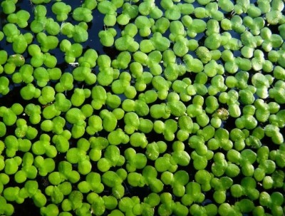 wequality Amazon duckweed for home plant for home Seed(600 per packet)