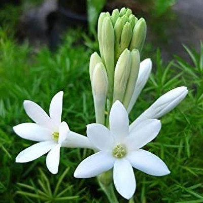 wequality Tuberose flower/Rojnigandha flower live bulbs for home gardening plant Seed(5 per packet)