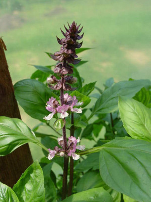 VibeX TLX-7 - Thai Holy Basil - (4500 Seeds) Seed(4500 per packet)