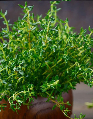 CYBEXIS GBPUT-61 - Common Thyme - (1350 Seeds) Seed(1350 per packet)