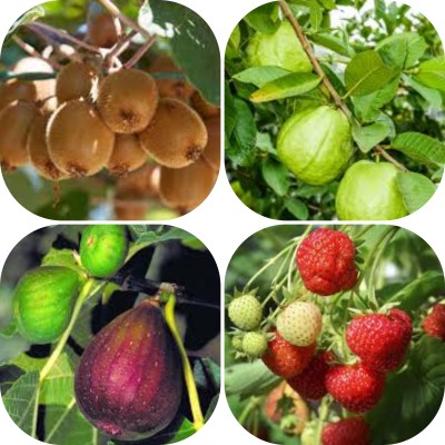 seedx Premium Hybrid Kiwi, Strawberry, Guava, Anjeer, Fruit Combo Pack, Mega Combo Pack Seed(20 per packet)