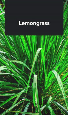 Quentova लेमन ग्रास/Lemon grass (Cymbopogon citratus)-HQ-8Q Seed(75 per packet)