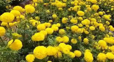 Clint F1 HYBRID YELLOW MARIGOLD FLOWER SEEDS & PLANT Seed(100 per packet)