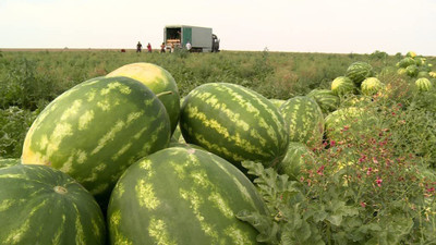 CYBEXIS LXI-56 - Giant Astrakhan Watermelon - (1350 Seeds) Seed(1350 per packet)