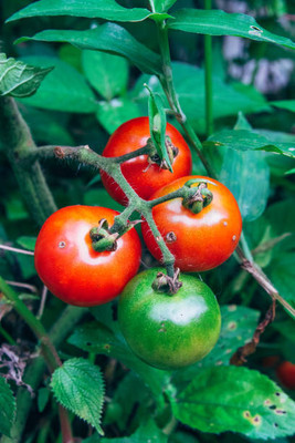 SHREE JI PUJA SAMAGRI KENDRA tomato Seed(145 per packet)