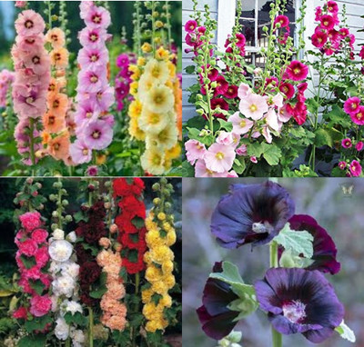 ibains Hollyhock flower seeds all colour beej 24 Seed(24 per packet)