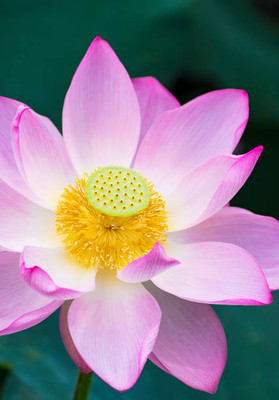 Rani Sati Creation lotus,kamal gatta Seed(11 per packet)