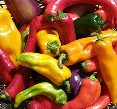 Qualtivate HYB-9A Chilli Mix-Habanero-Jalapeno-Cayenne-Serrano Seed(300 per packet)