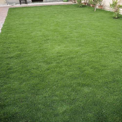 the green dotcom bermuda celebration grass seed/Lawn Grass Seeds 9000 Seed(9000 per packet)