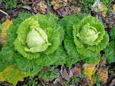 WILLVINE VNR -III Cabbage Seed, Charleston Wakefield [50g] Seed(15000 per packet)