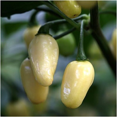 Biosnyg VIQ-15 White Habanero Pepper (Capsicum chinense)-[800 Seeds] Seed(800 per packet)