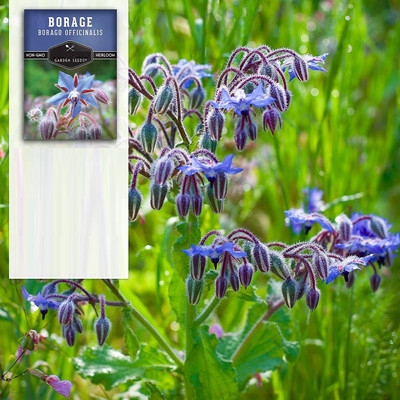 CYBEXIS LX-30 - Blue Borage(Borago officinalis) - (1350 Seeds) Seed(1350 per packet)