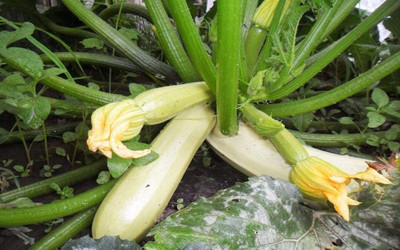 CYBEXIS XLR-74 - Zucchini Courgette Squash - (675 Seeds) Seed(675 per packet)