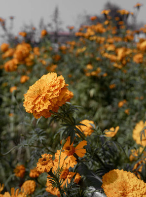 KCZ marigold/gende ka phool flower seeds Seed(50 per packet)